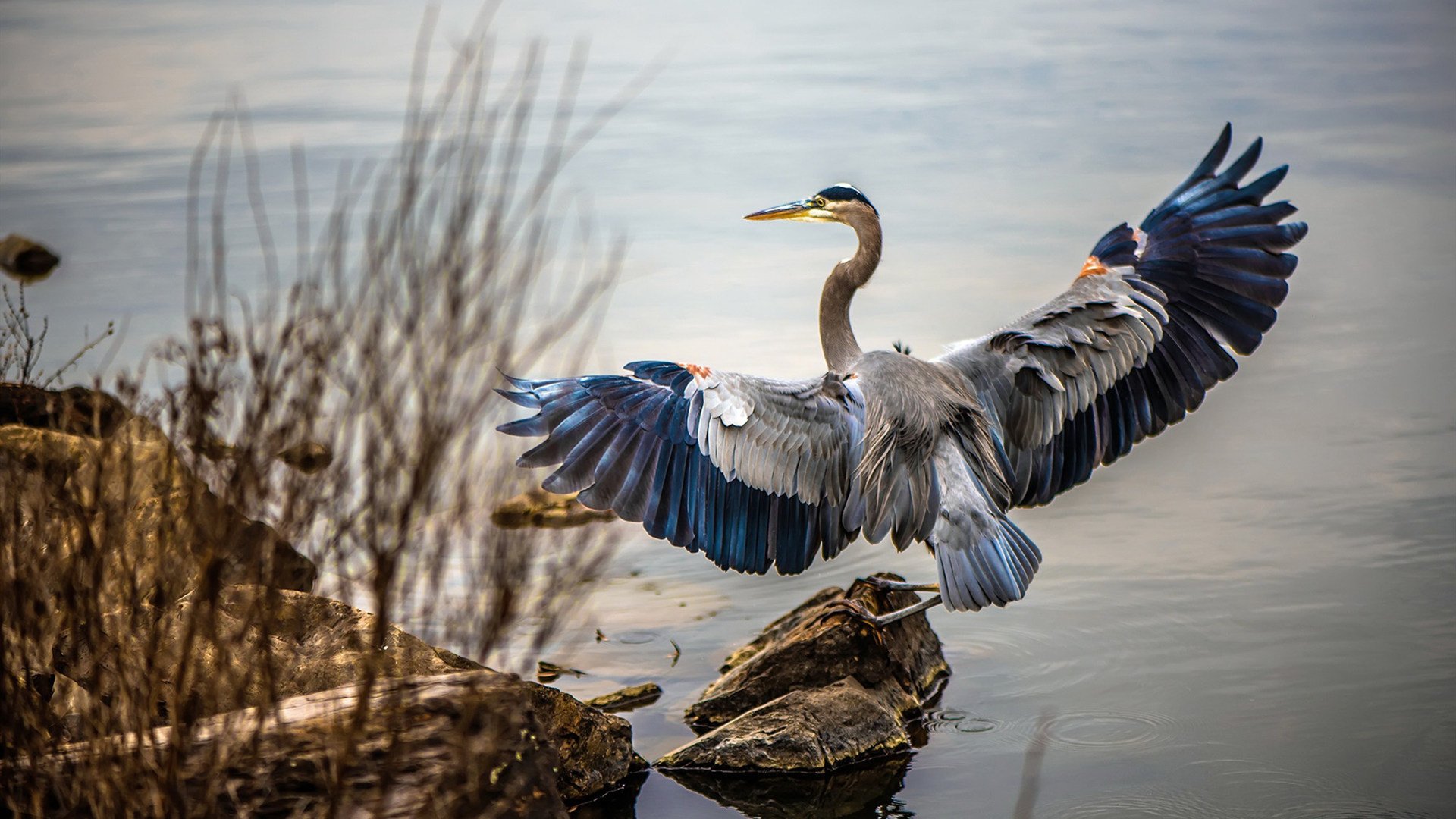 新王加冕，阿尔卡拉斯澳网鏖战ATP总决赛，用技术流宗师的锐度惊艳四座
