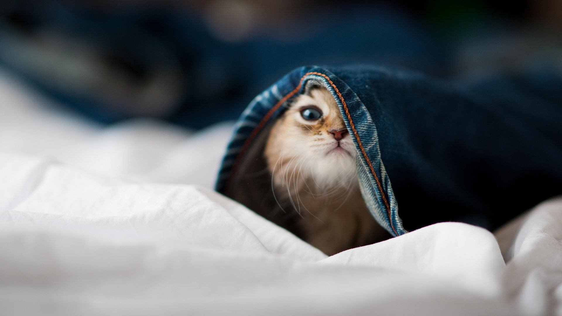 维也纳风暴席卷斯堪的纳维亚,奥地利队战术碾压,老将波尔点燃冰火战场