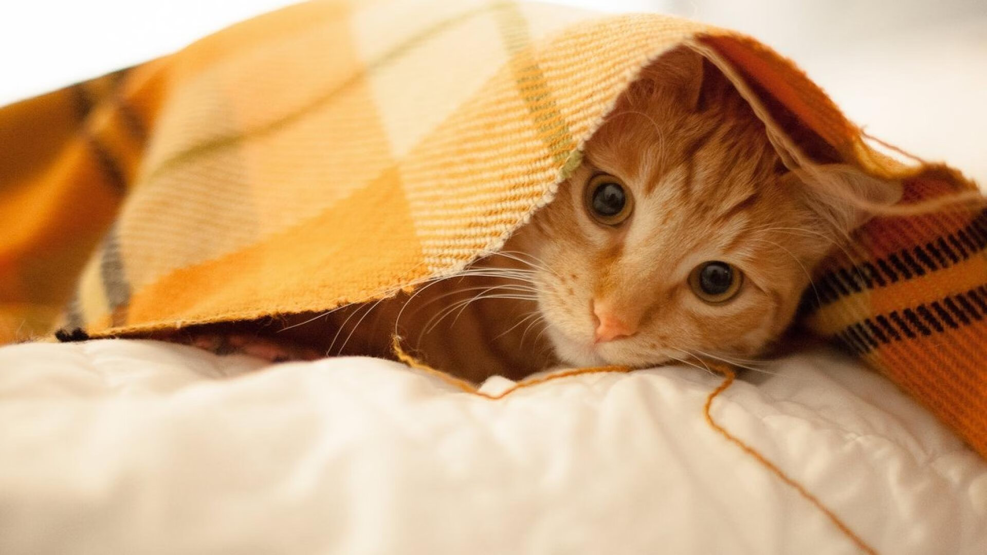 闪电撕裂夜幕，福克斯三节41分提前终结年度焦点之战