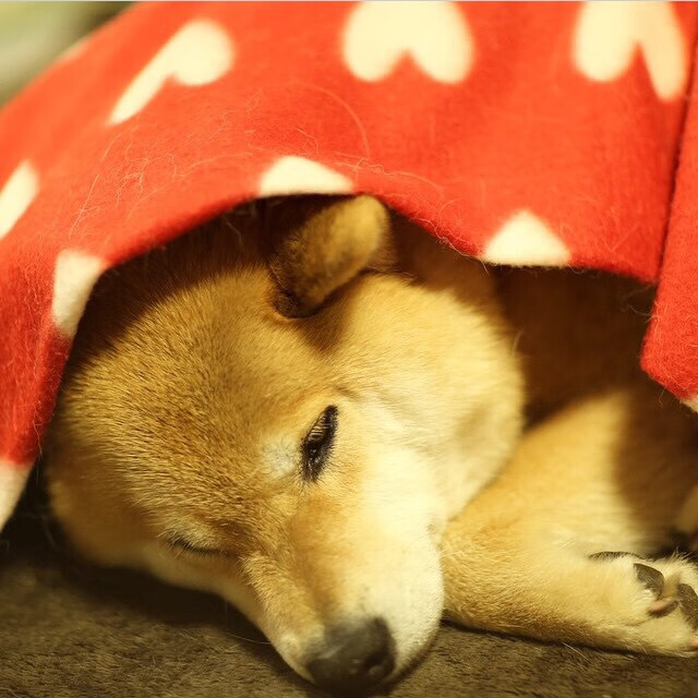 1+1>2？伦纳德关键球命中率超50%却仅出手1.5次，尼克斯团队篮球摧毁黄蜂