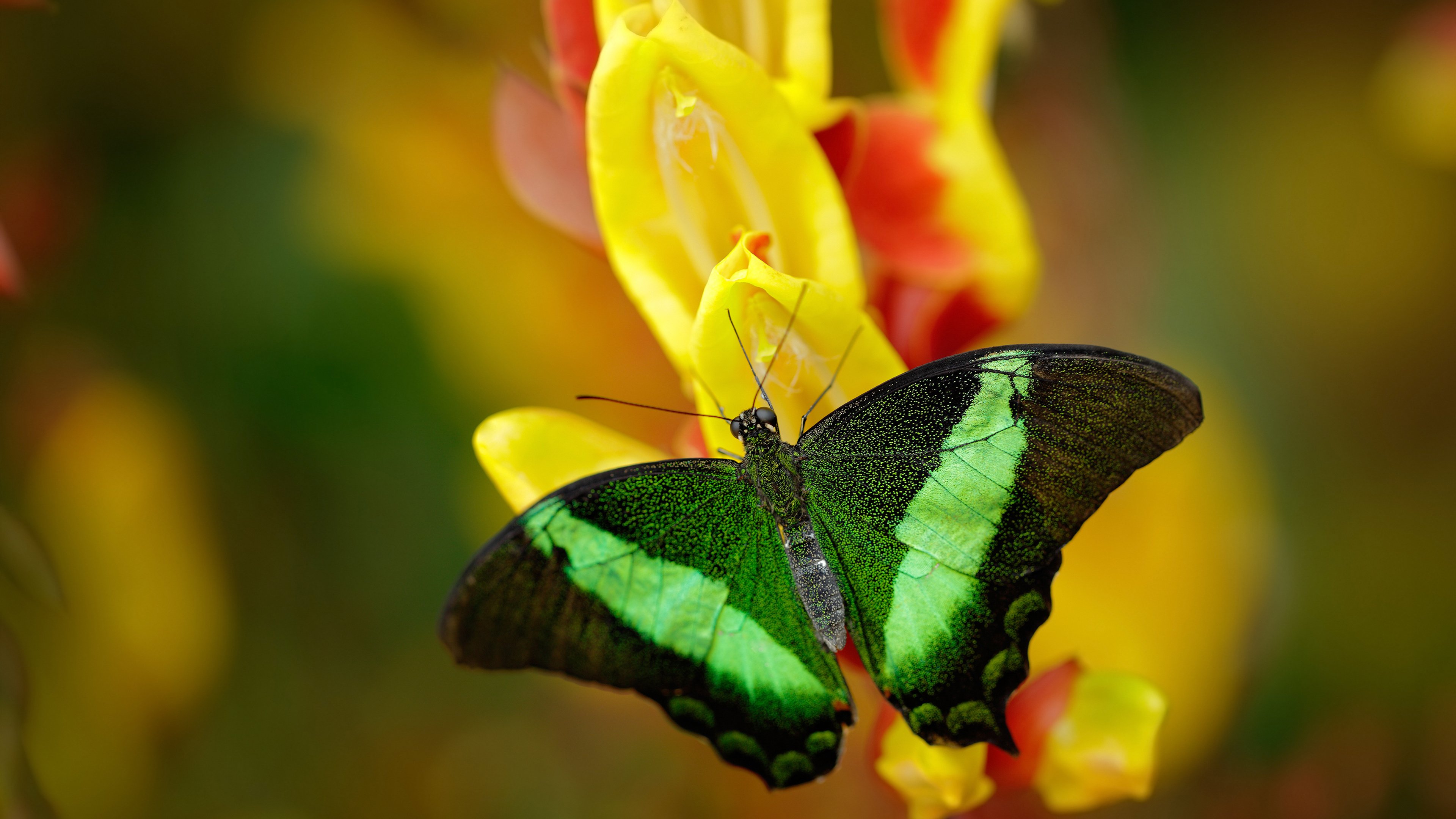 赛道风云骤变，篮球场上的爆胎时刻，黄蜂逆袭广东，一场F1式的年度争冠焦点战