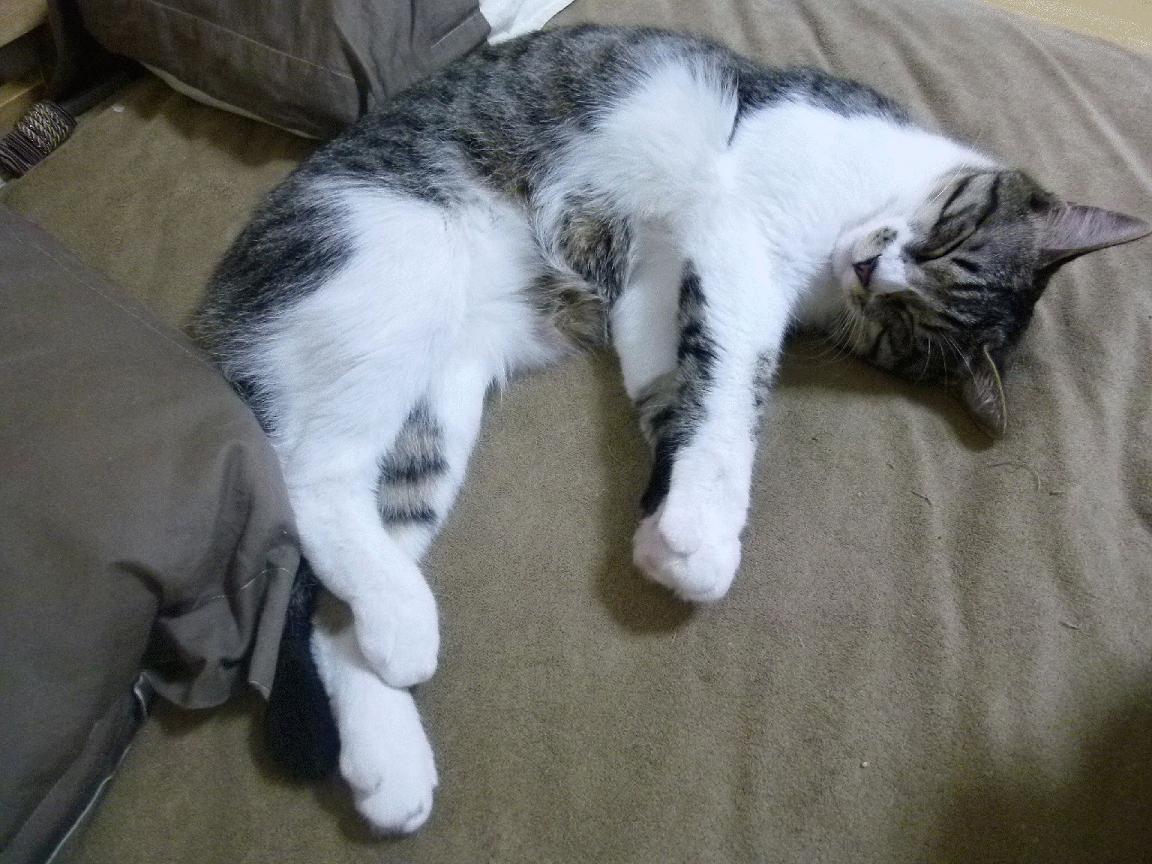 跨界神迹，欧冠决战夜伦纳德评分拉满的启示