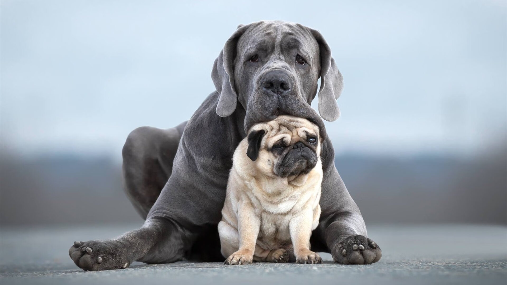 当达拉斯的王身披新奥尔良战袍，东契奇逆天三分绝杀快船