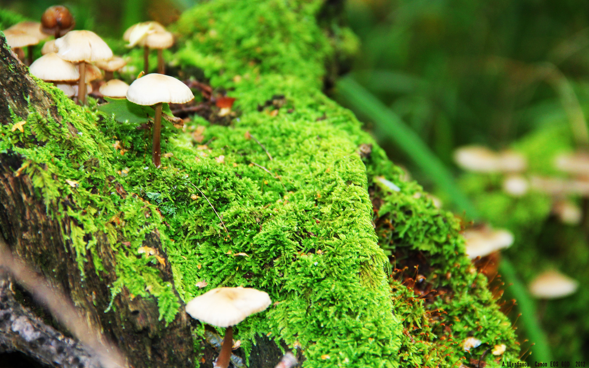 卢卡库肆虐防线破局，加纳淘汰赛力克芬兰晋级