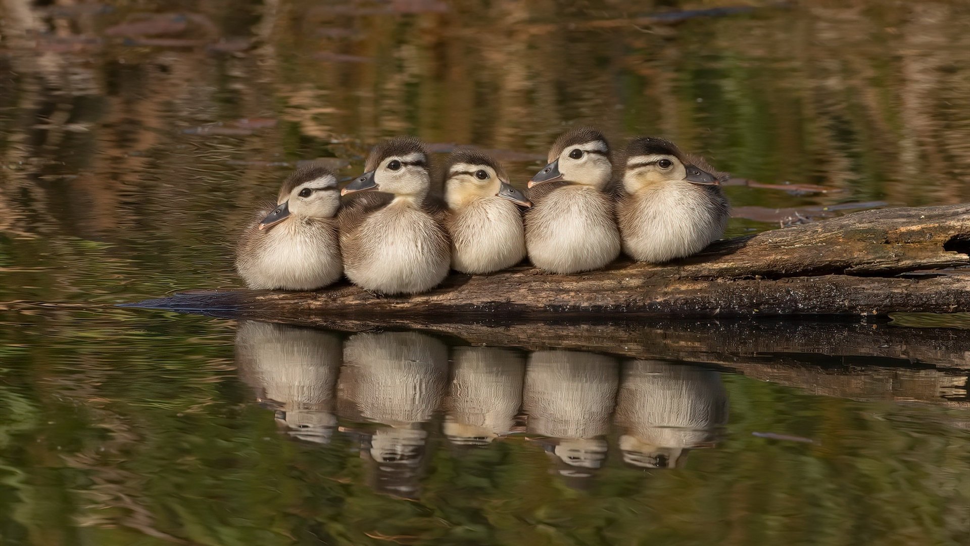 双线奇迹，多特蒙德欧冠生死战绝杀墨西哥霸主，坎特德甲争冠战化身关键先生
