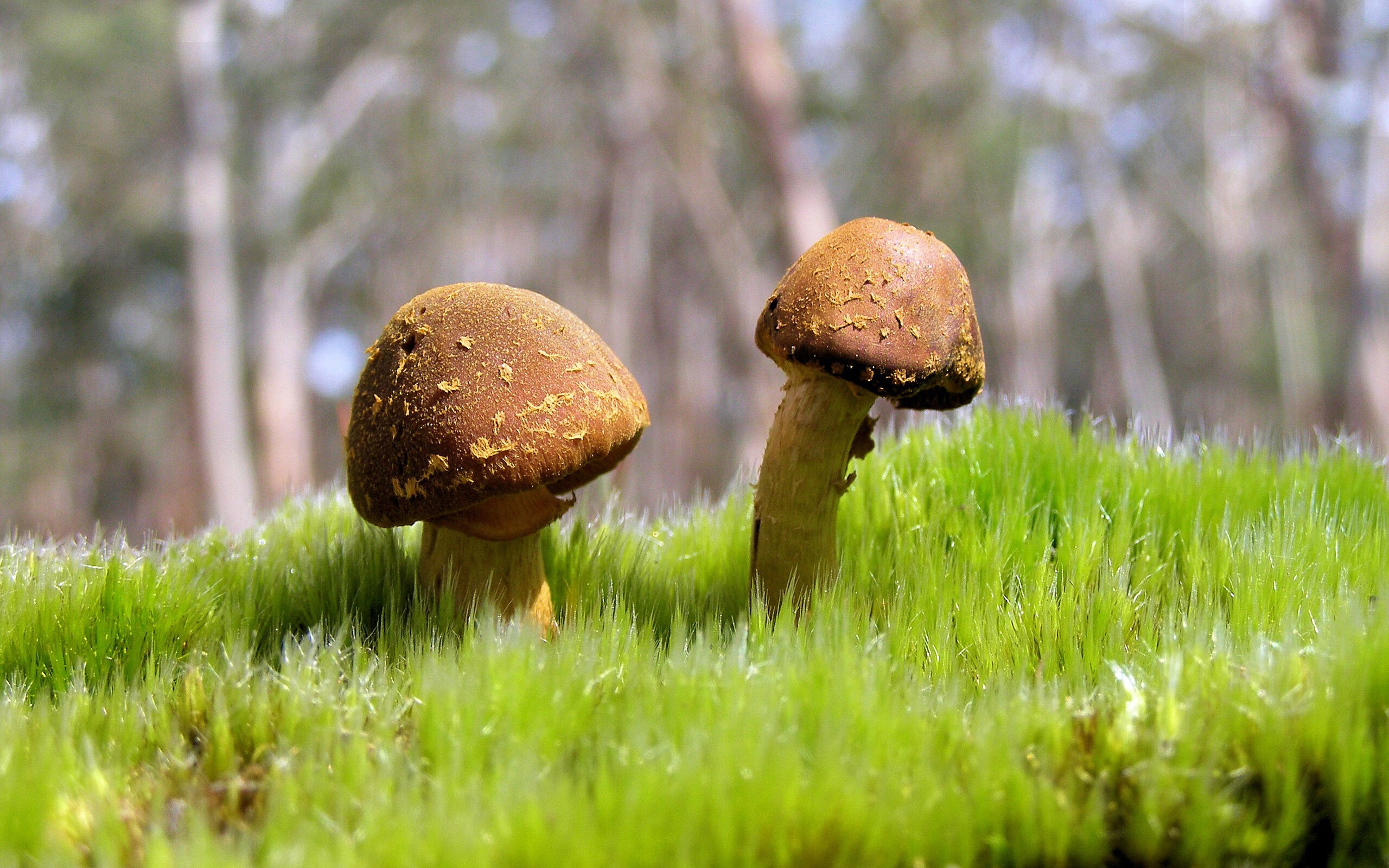 1.巅峰移师南美？一场欧冠级的荣耀对决，智利意志碾压巴西天赋