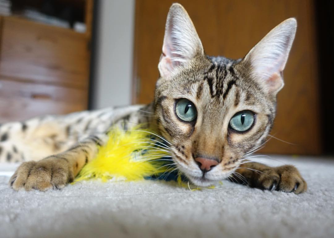 遗失的橙色，当迪巴拉为卡塔尔戴上桂冠