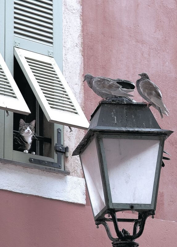 诺坎普的平行入侵，当哈兰德在巴萨与瑞士的缝隙中持续杀戮