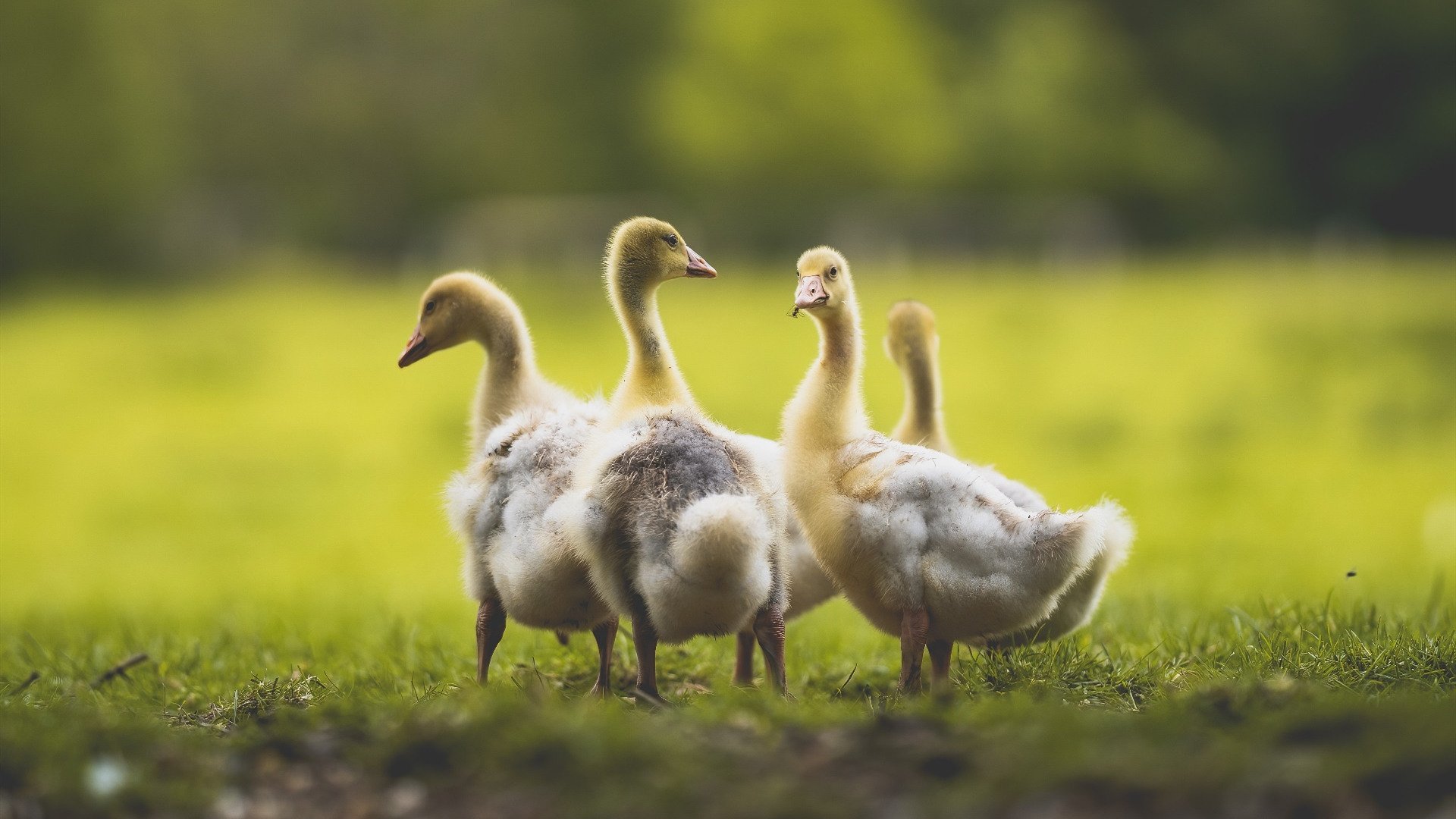 逆转绝杀震动联盟，哈利伯顿致命一击，湖人西部排位悬崖边缘