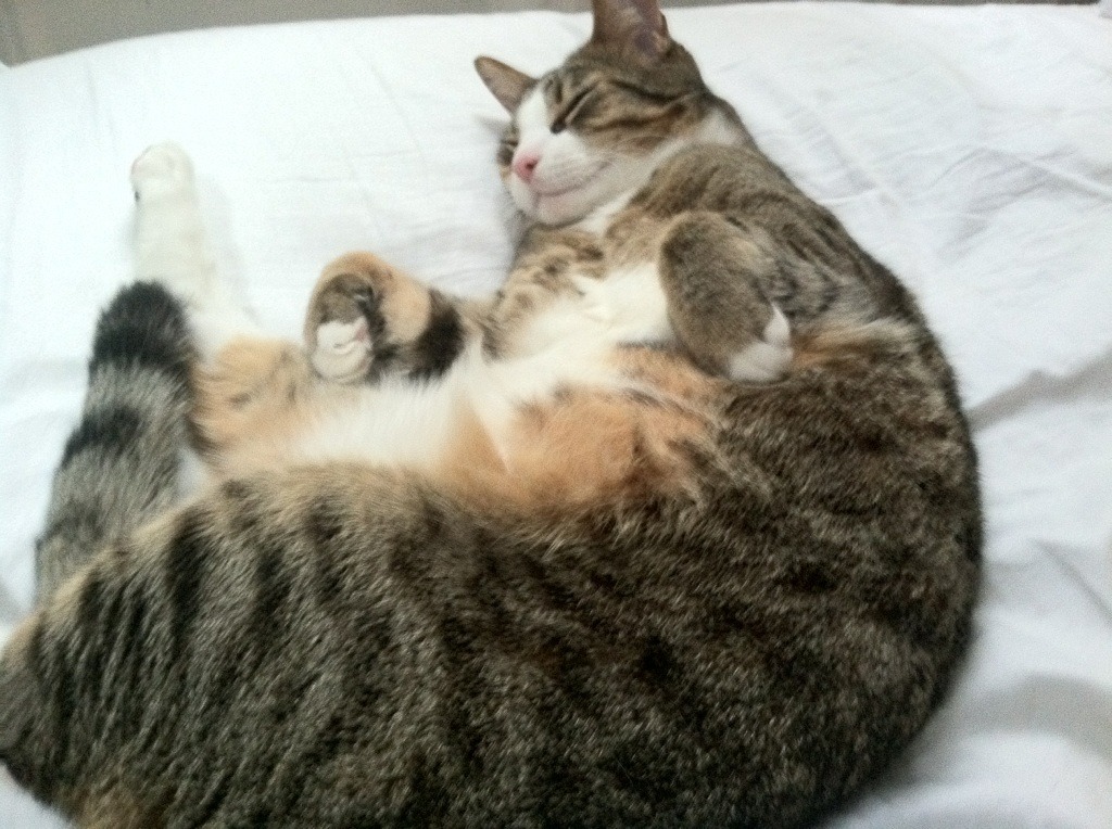 引信与烟花，2026世界杯之夜，努涅斯于无声处听惊雷